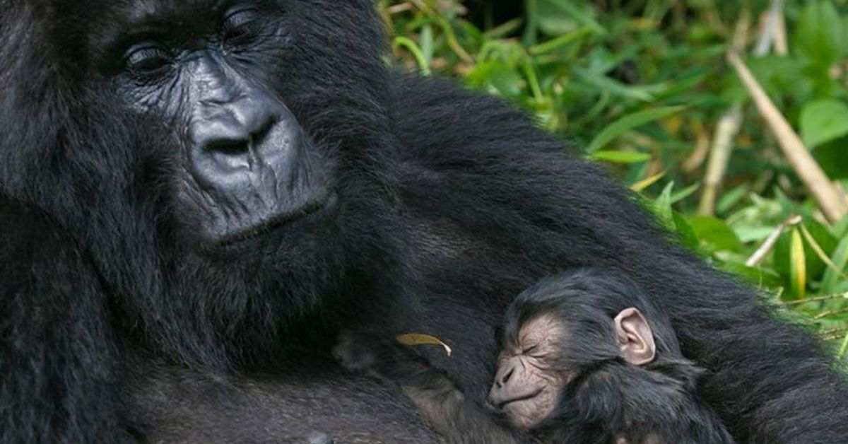 3-days-uganda-gorilla-safari-tour