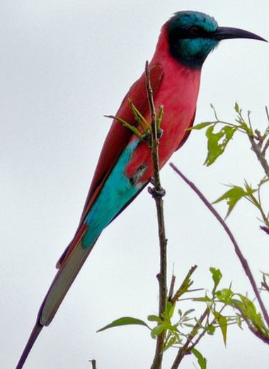 bird-watching-uganda