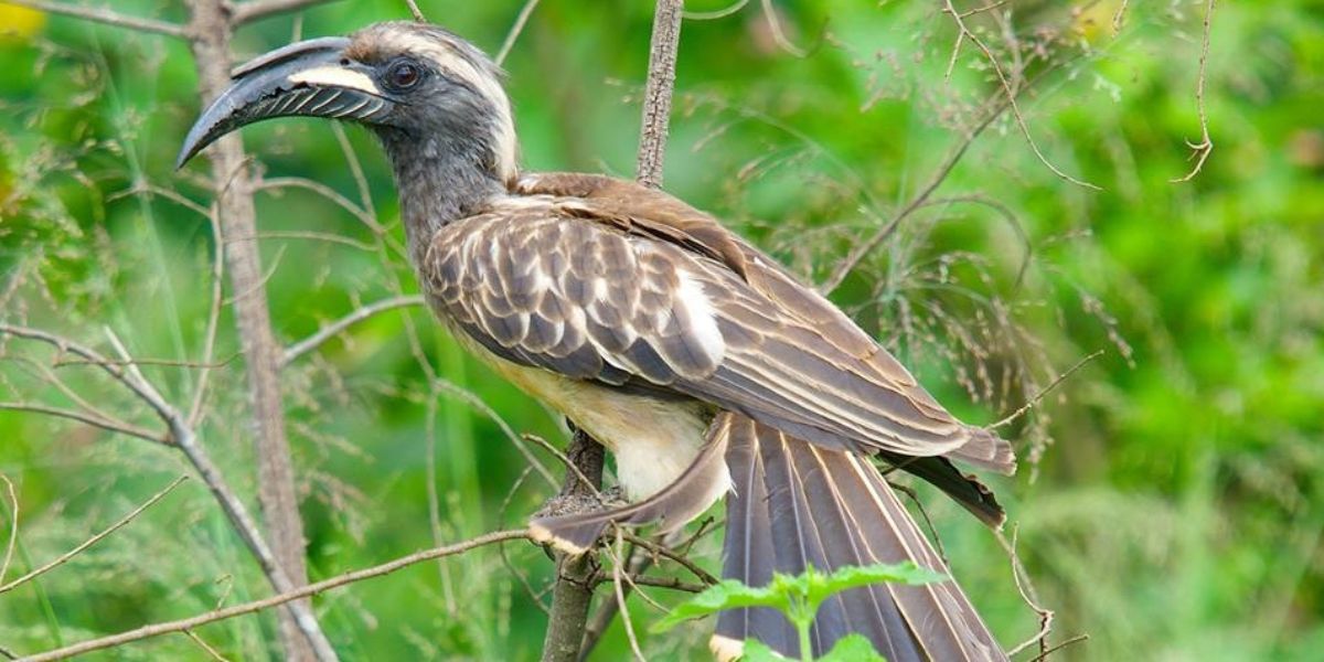 bird-watching-uganda