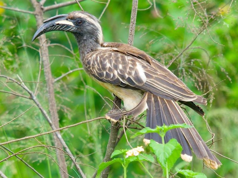 birding-uganda