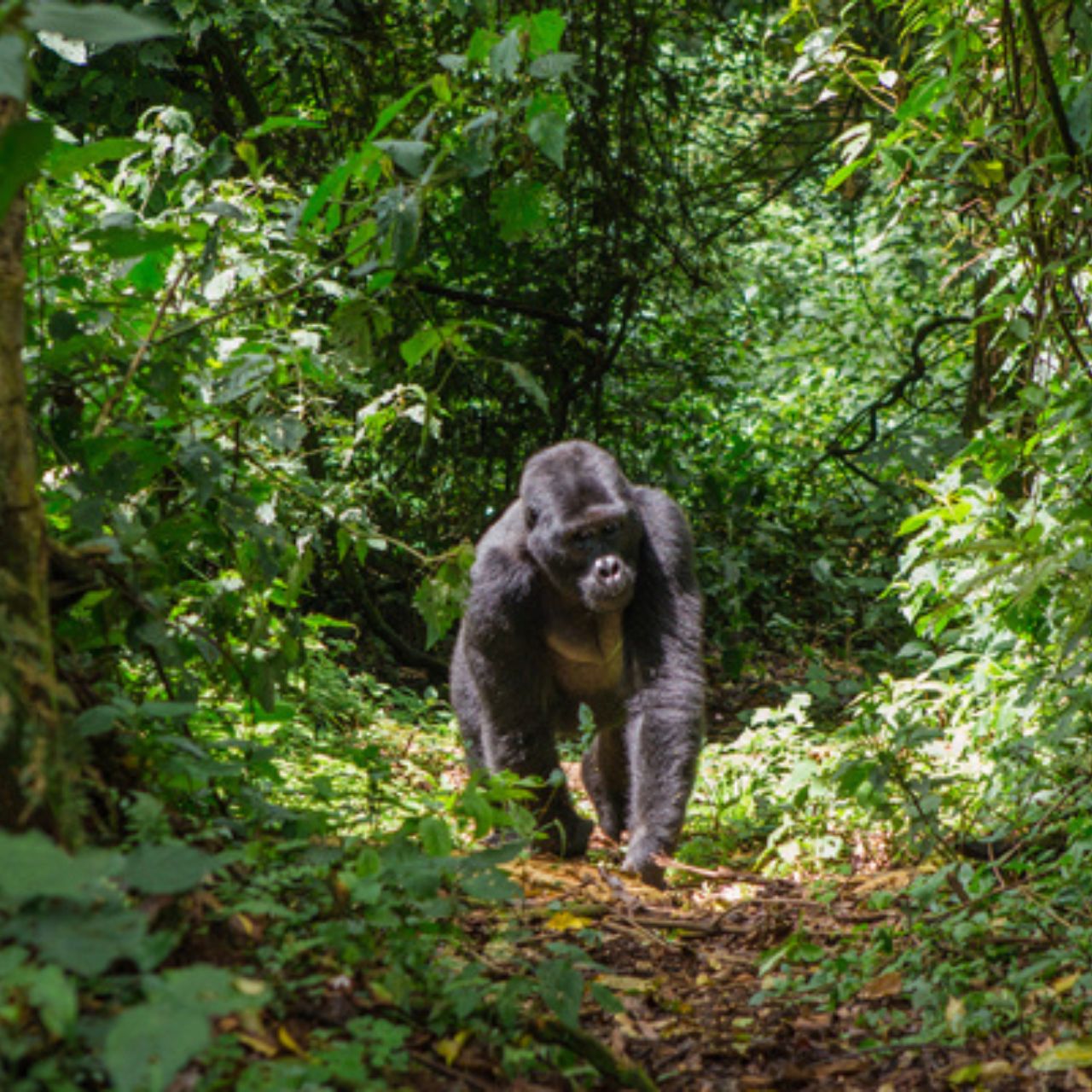 bwindi-gorilla-trekking