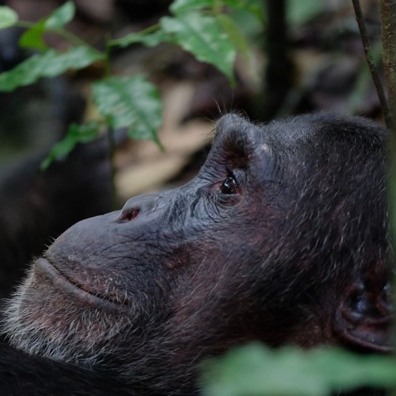 chimpanzee-tracking-uganda