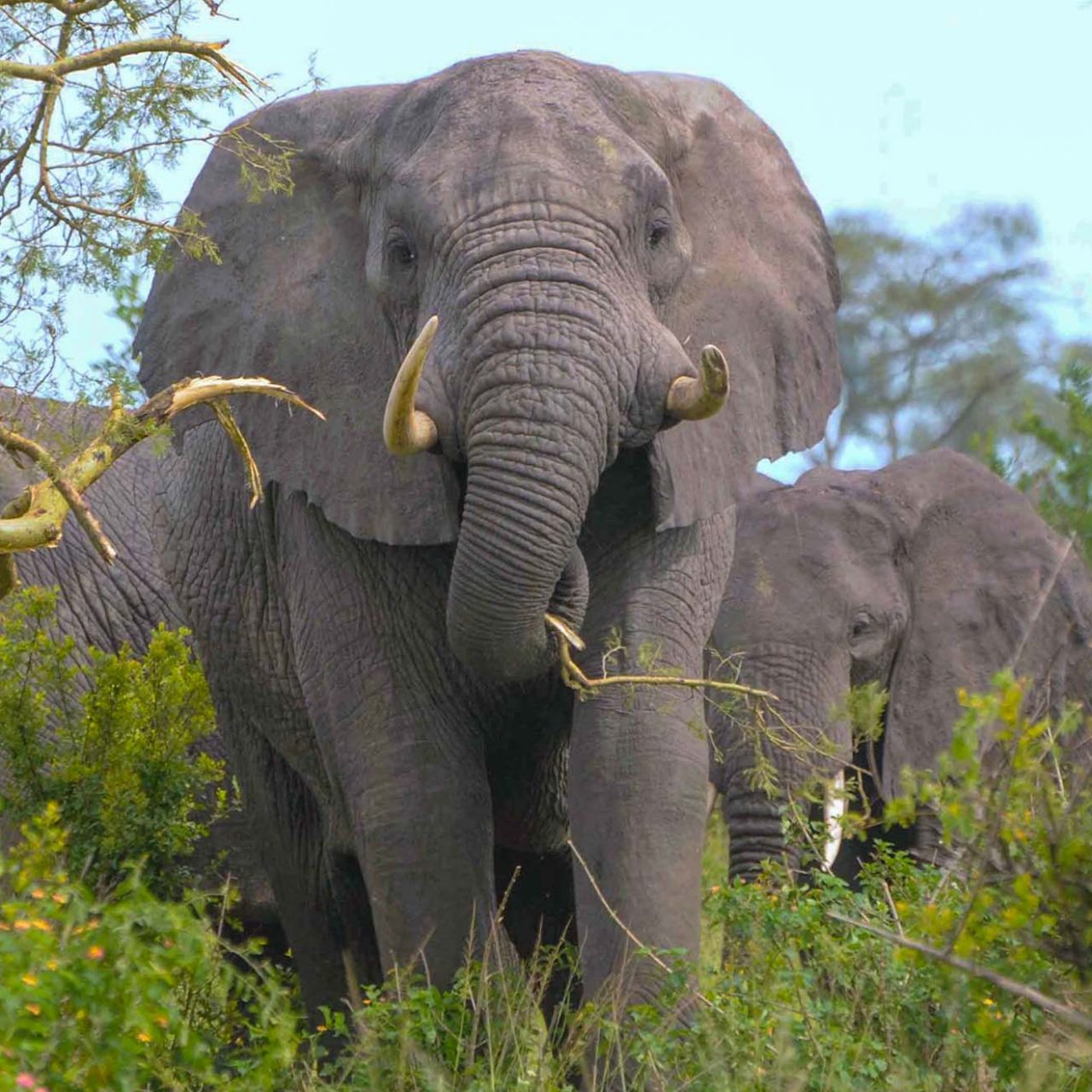 elephants-uganda