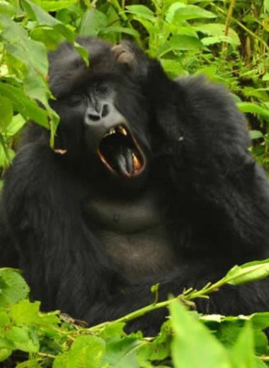 gorilla-trekking-uganda