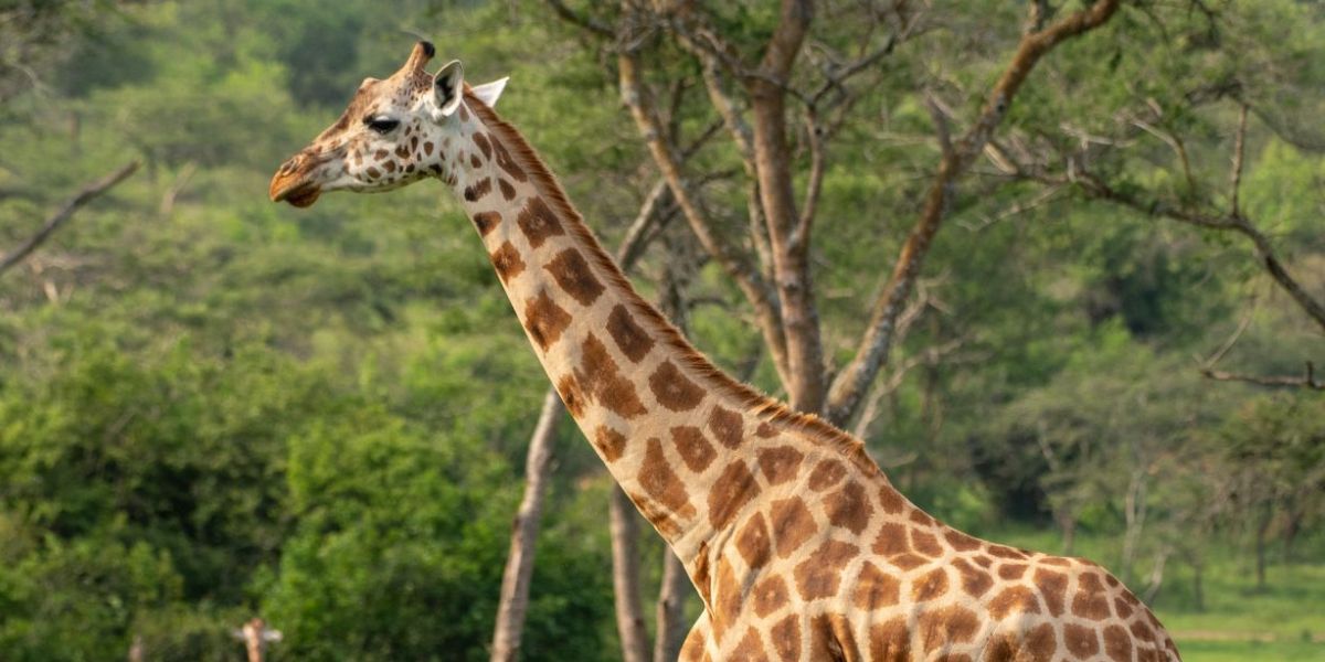 lake-mburo-national-park