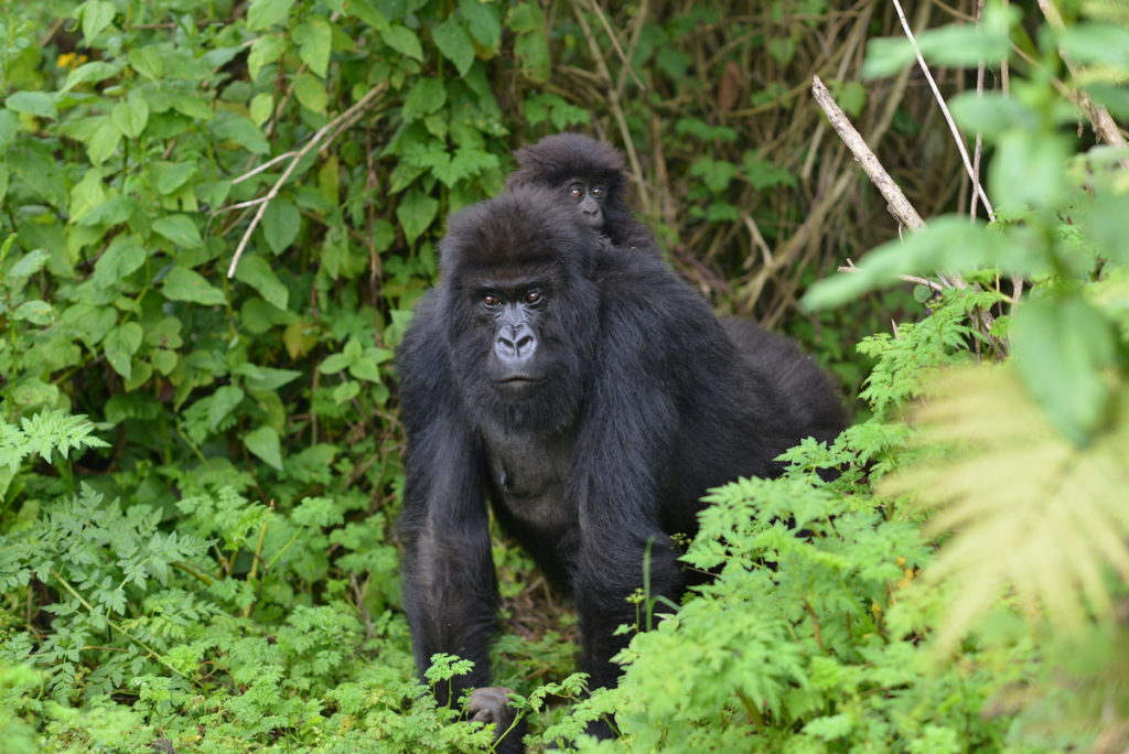 gorilla-trekking