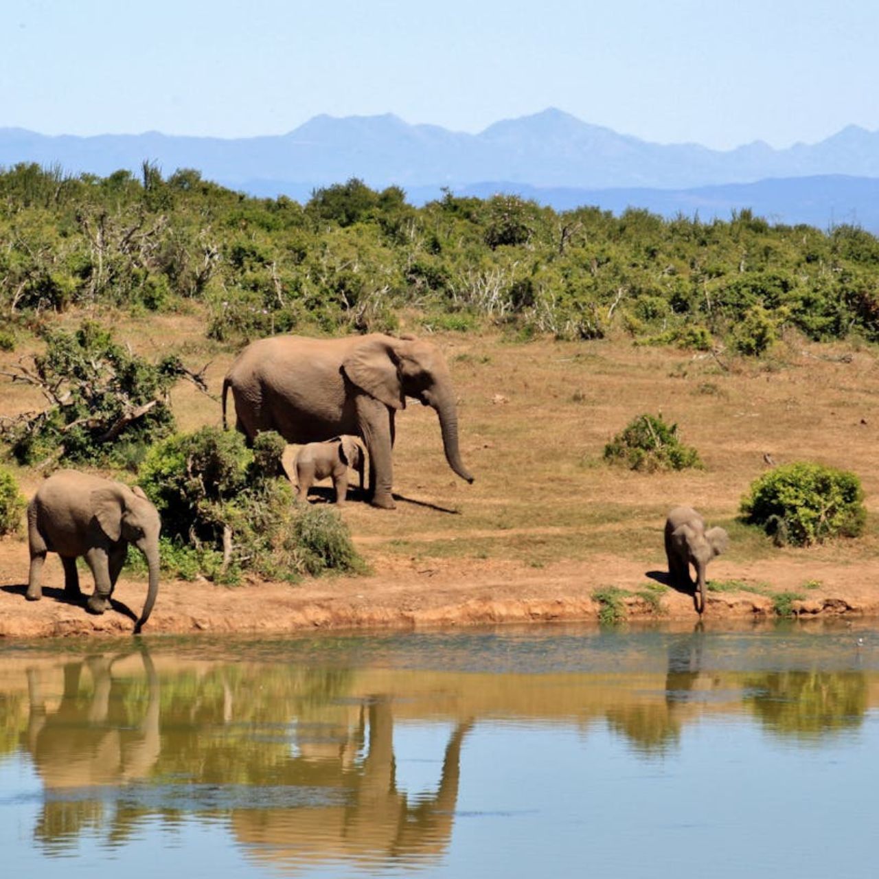 murchison-falls-elephants