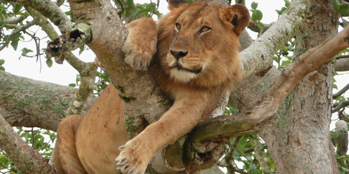 tree-climbing-lions-uganda