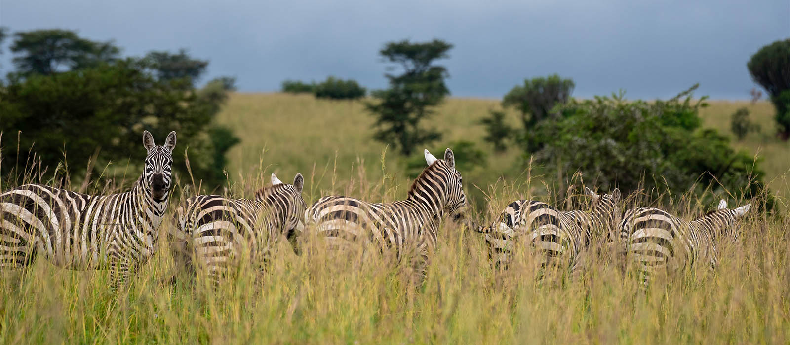 zebras-uganda