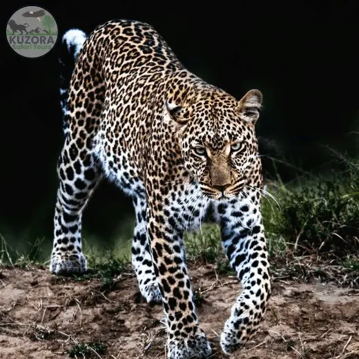 Akagera National park Rwanda