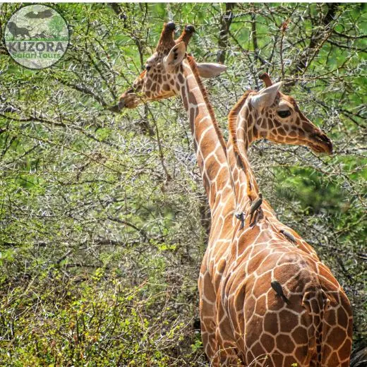 Murchison Falls National Park