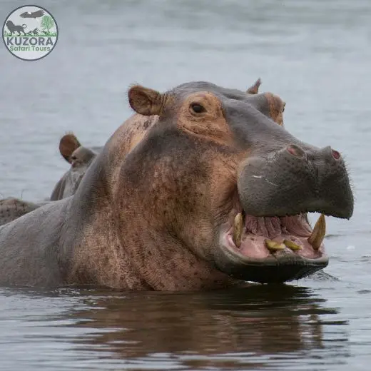 Queen Elizabeth National Park