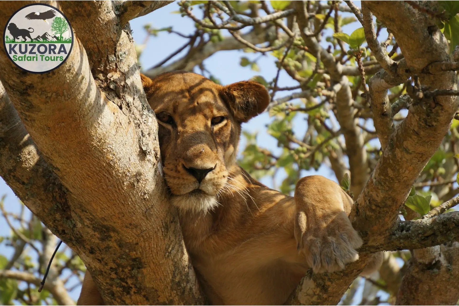 tree-climbing lions Queen Elizabeth National Park, Uganda