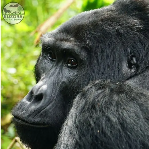 volcanoes national park Rwanda