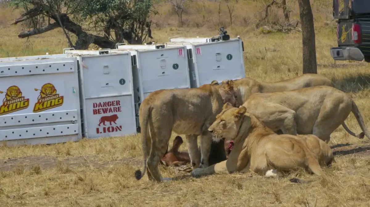 akagera-national-park
