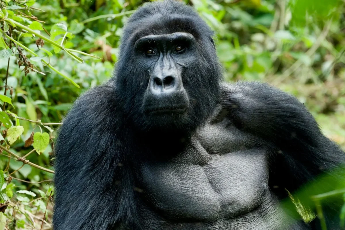 gorilla trekking uganda