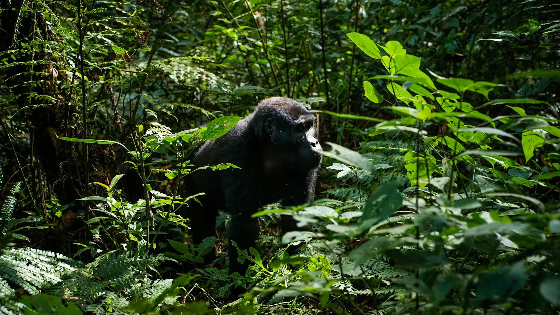 bwindiimpenetrablenationalpark