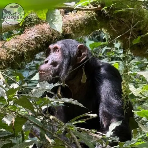 chimpanzee tracking