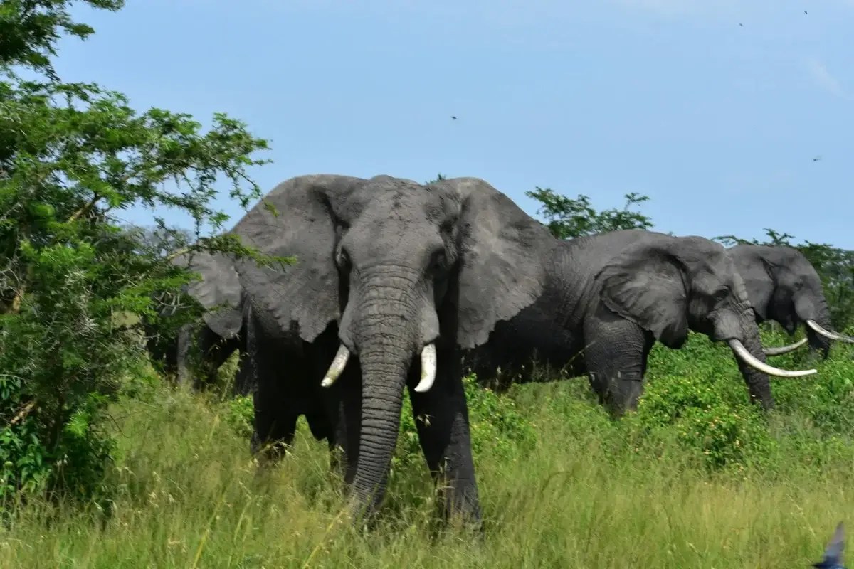 elephants-akagera