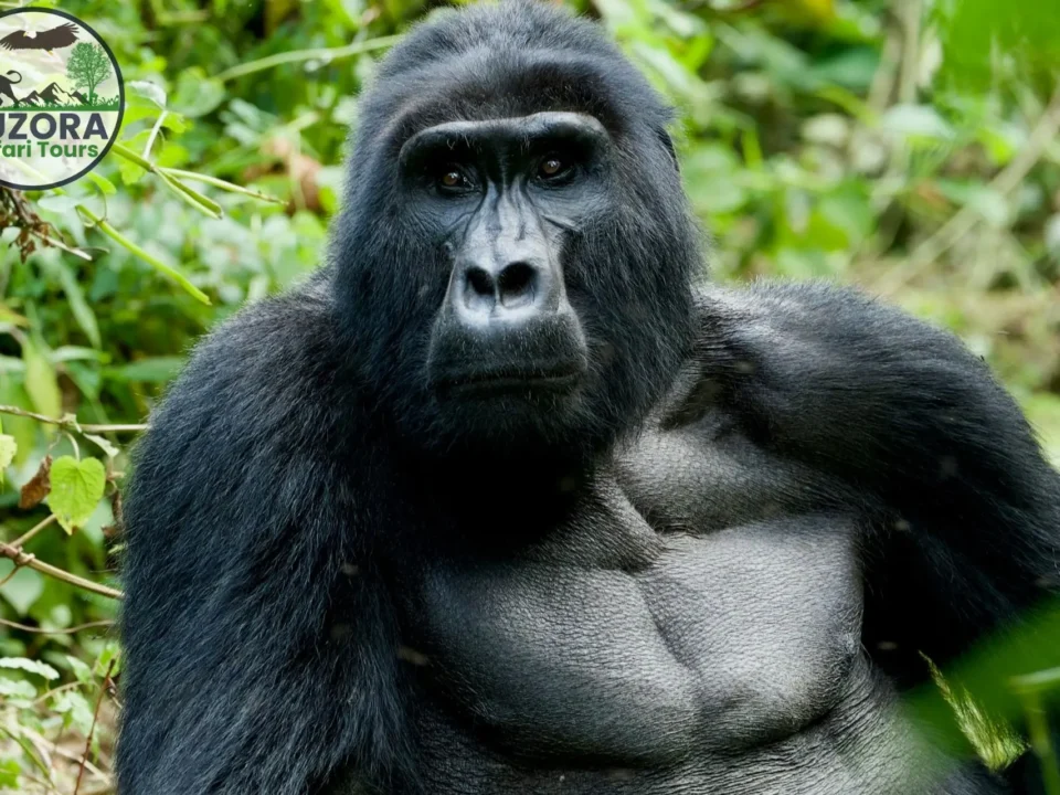 Gorilla trekking Uganda, Bwindi impenetrable National Park
