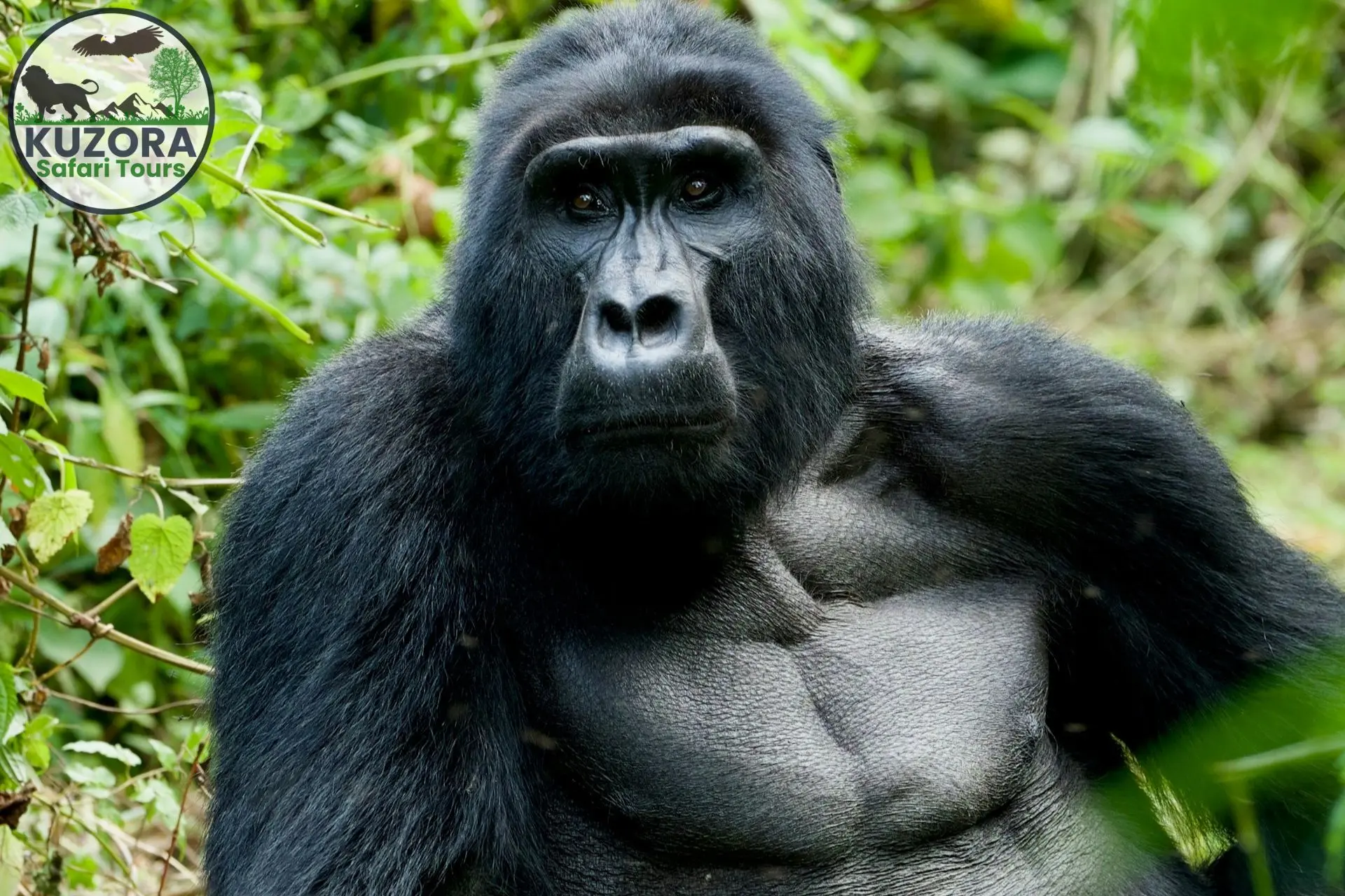 3 days Uganda Gorilla Trek