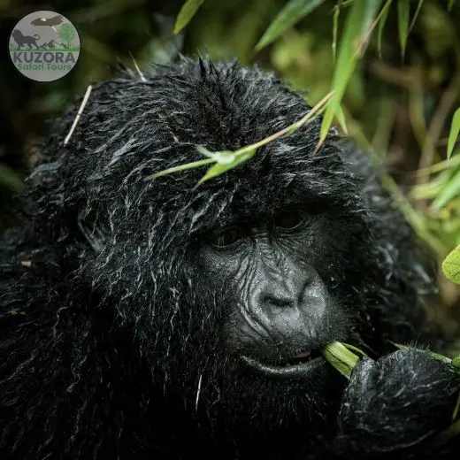gorilla trekking in Uganda