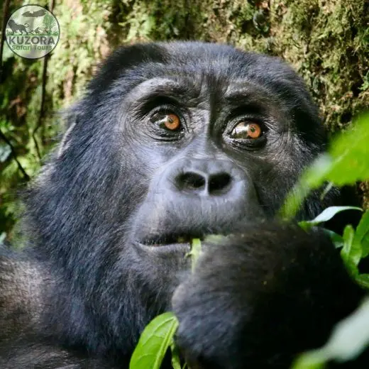 gorilla trekking Uganda