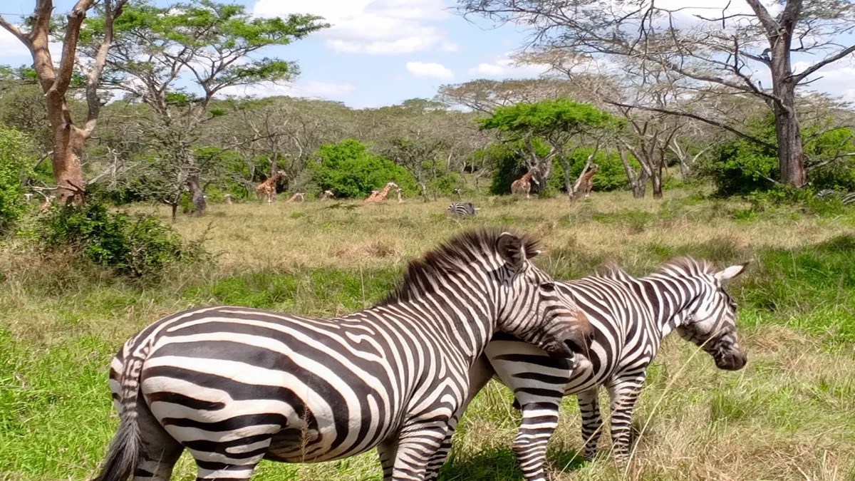 lakemburonationalpark