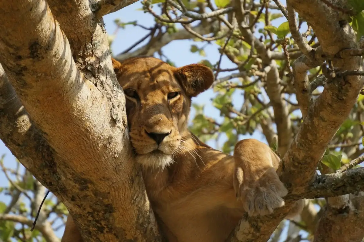 queen-elizabeth-national-park