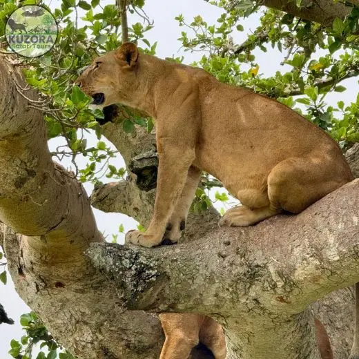 tree climbing lions