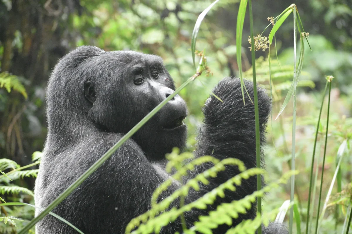 best places to see gorillas