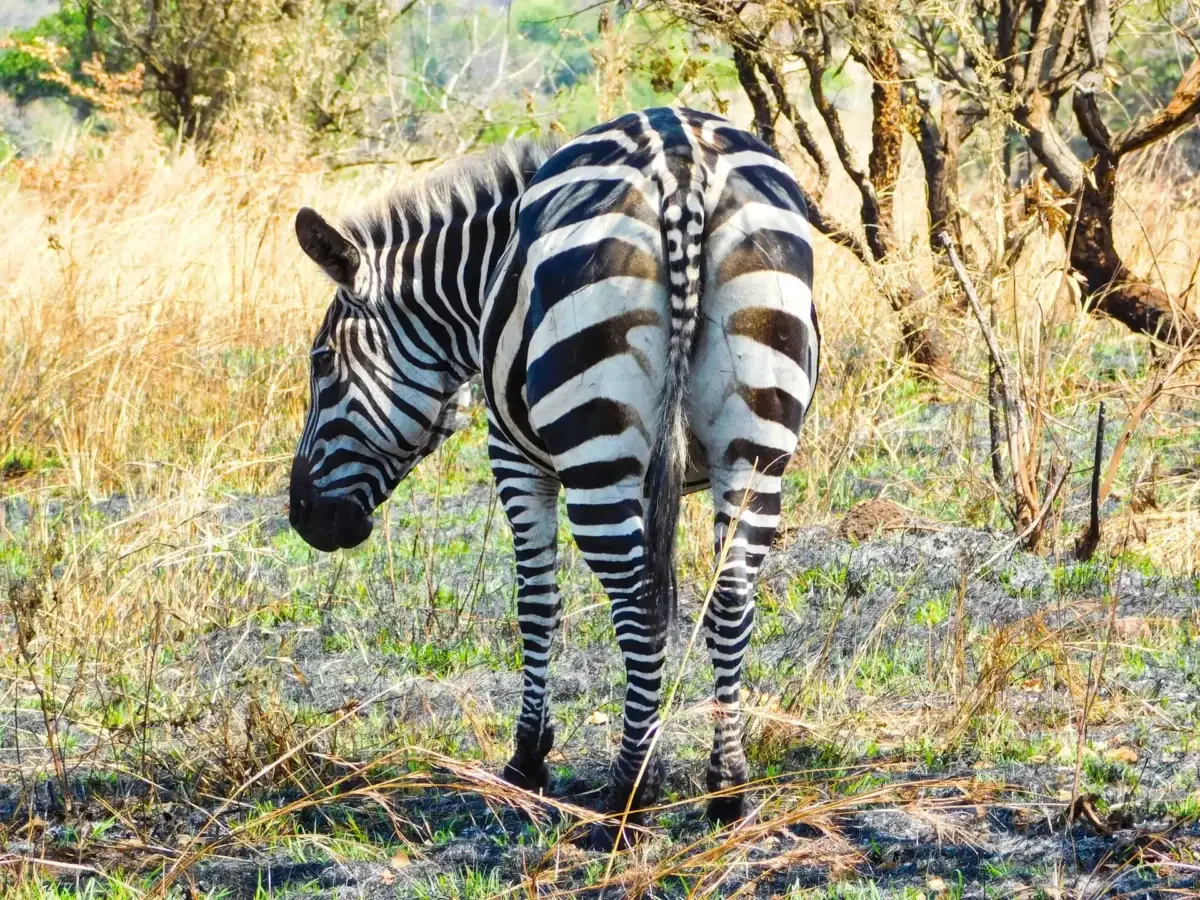 zebra-akagera