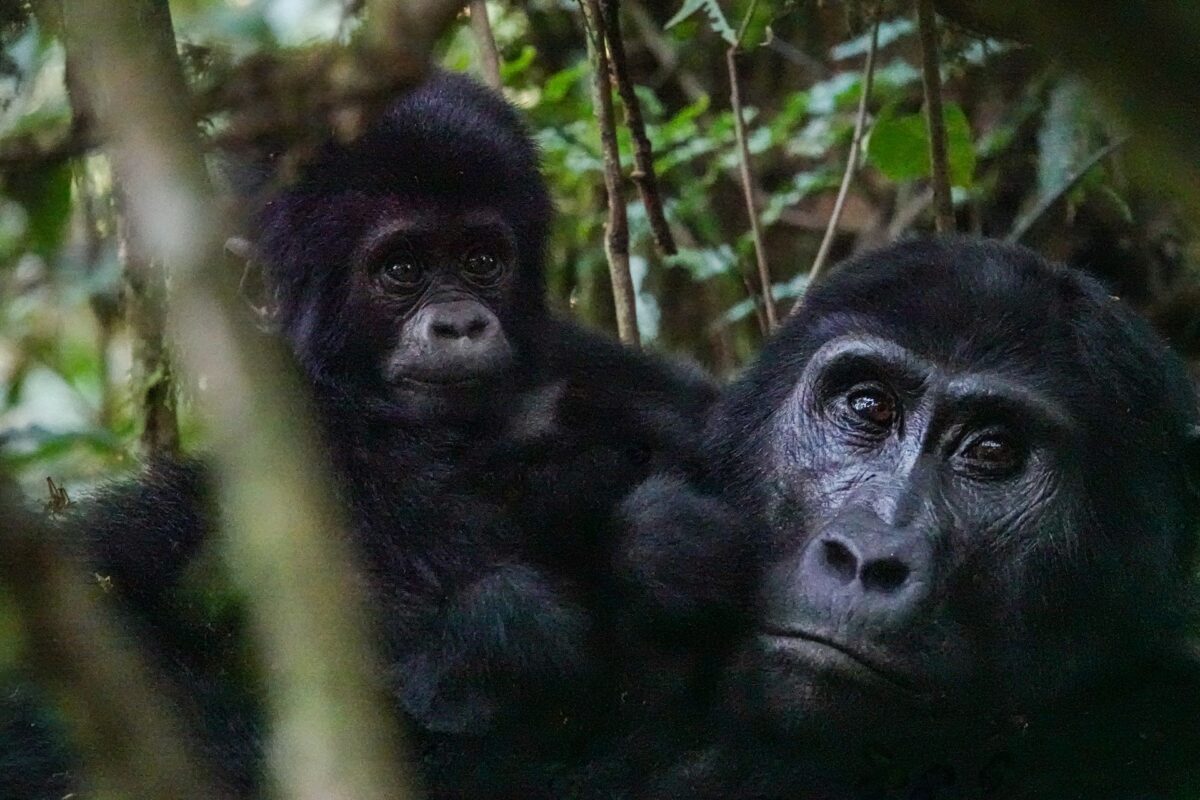 Gorillas in Mgahinga National park starring at the camera