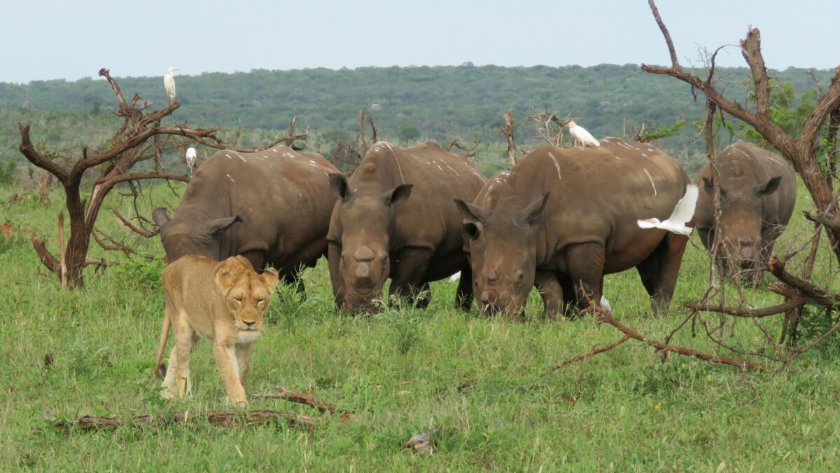 A group of five white rhinos behind a Lioness walking through green grass
