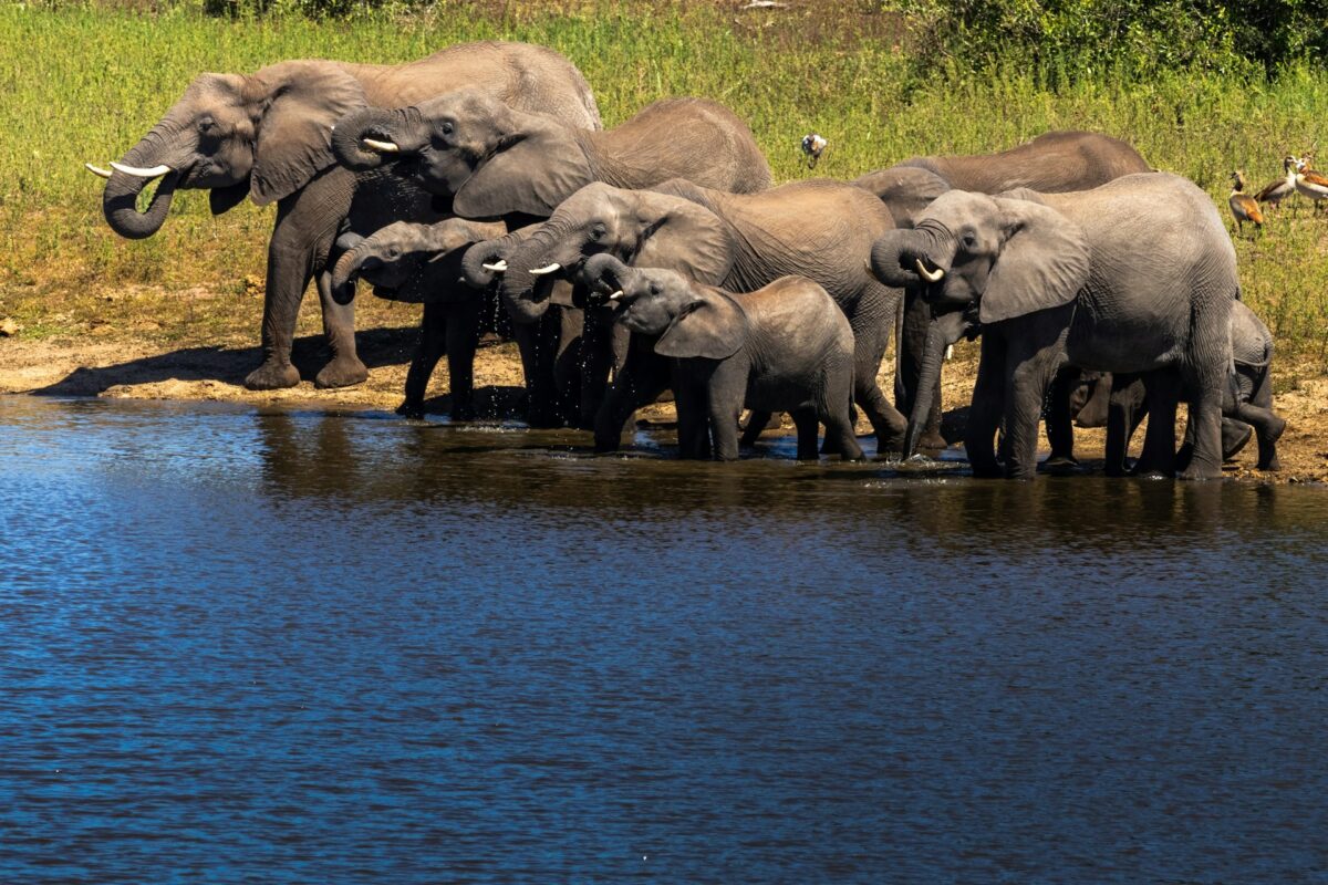 Herd of African elephants, including mothers and calves drinking water at a waterhole in Kruger National Park, South Africa