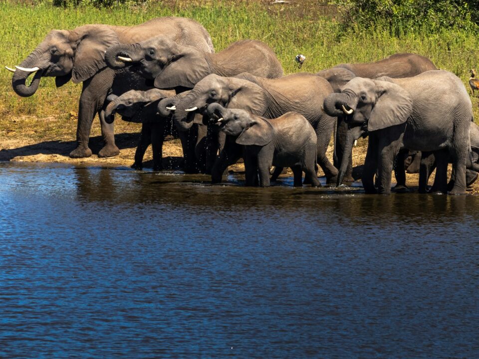 Herd of African elephants, including mothers and calves drinking water at a waterhole in a dry season
