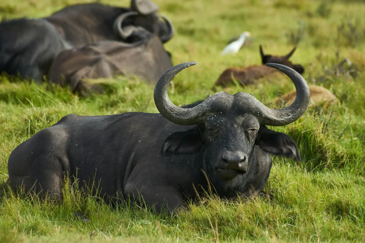 Buffalo-Big five-African safari animals
