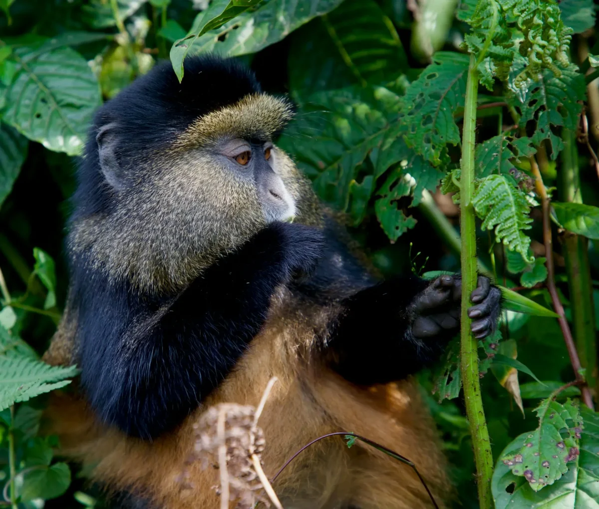Golden Monkey in the Virunga Mountains
