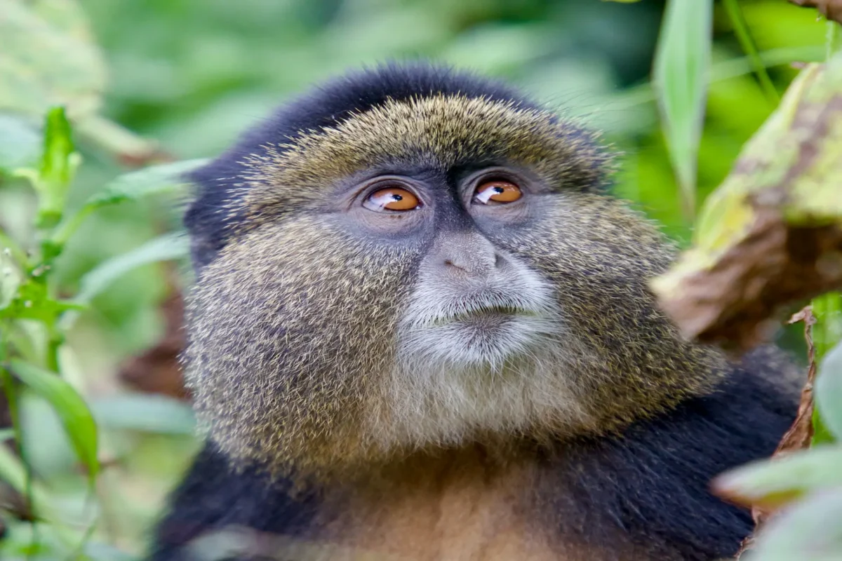 Golden Monkey staring at the sky in Mgahinga National park, one of the national parks in Uganda that offer both gorillas and golden monkeys
