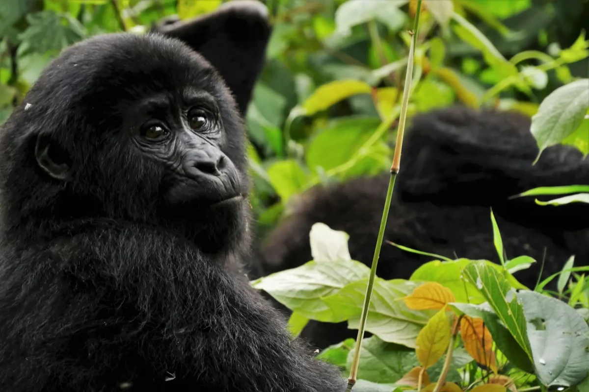 Gorilla in Bwindi Impenetrable National Park
