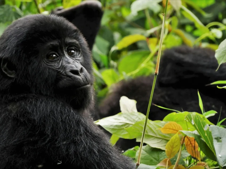 Mountain gorilla in Bwindi Impenetrable Forest, Uganda, looking directly at the camera