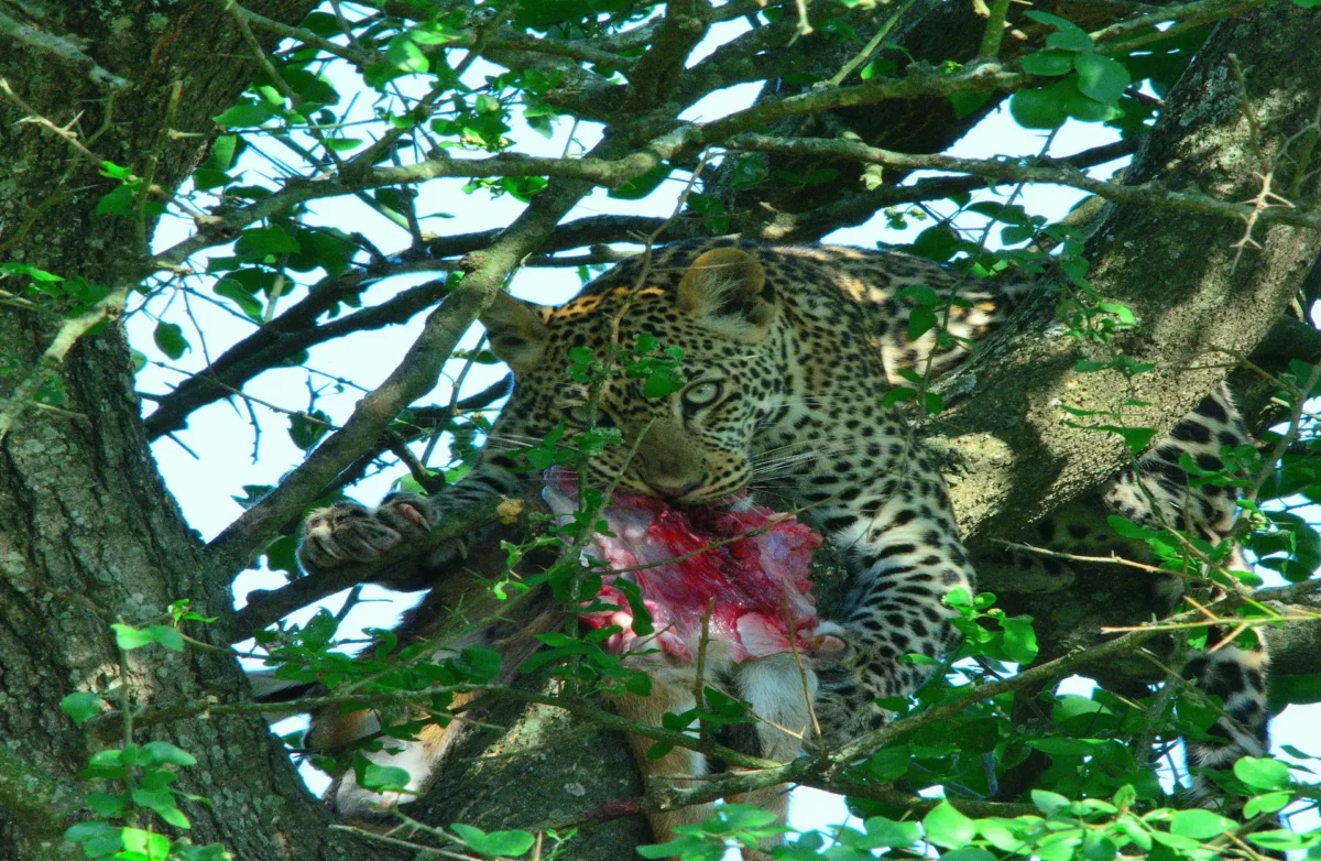 Leopard in Kidepo Valley National Park with its prey on top of the tree