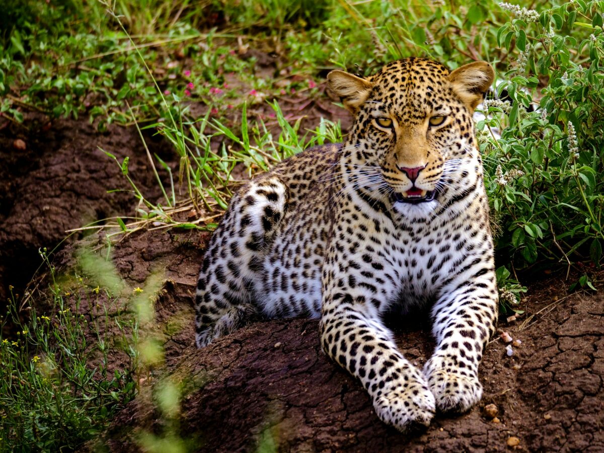Leopard must-see African safari animal