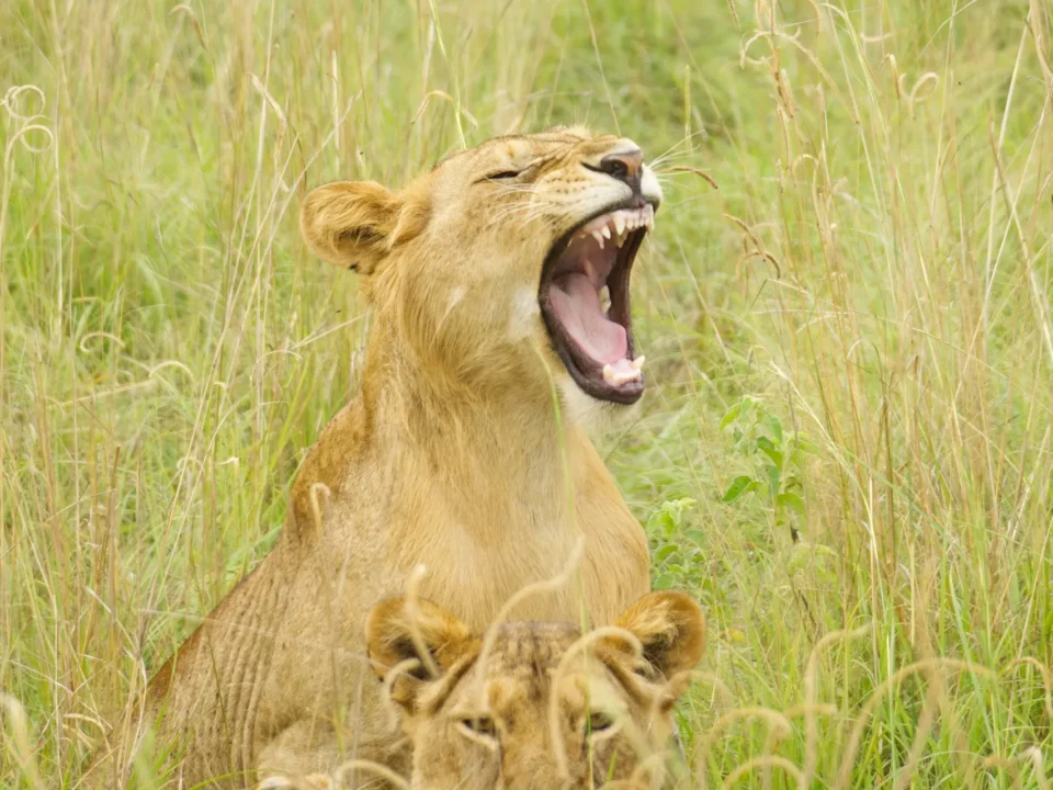 Lion roaring in one of the Uganda National Parks