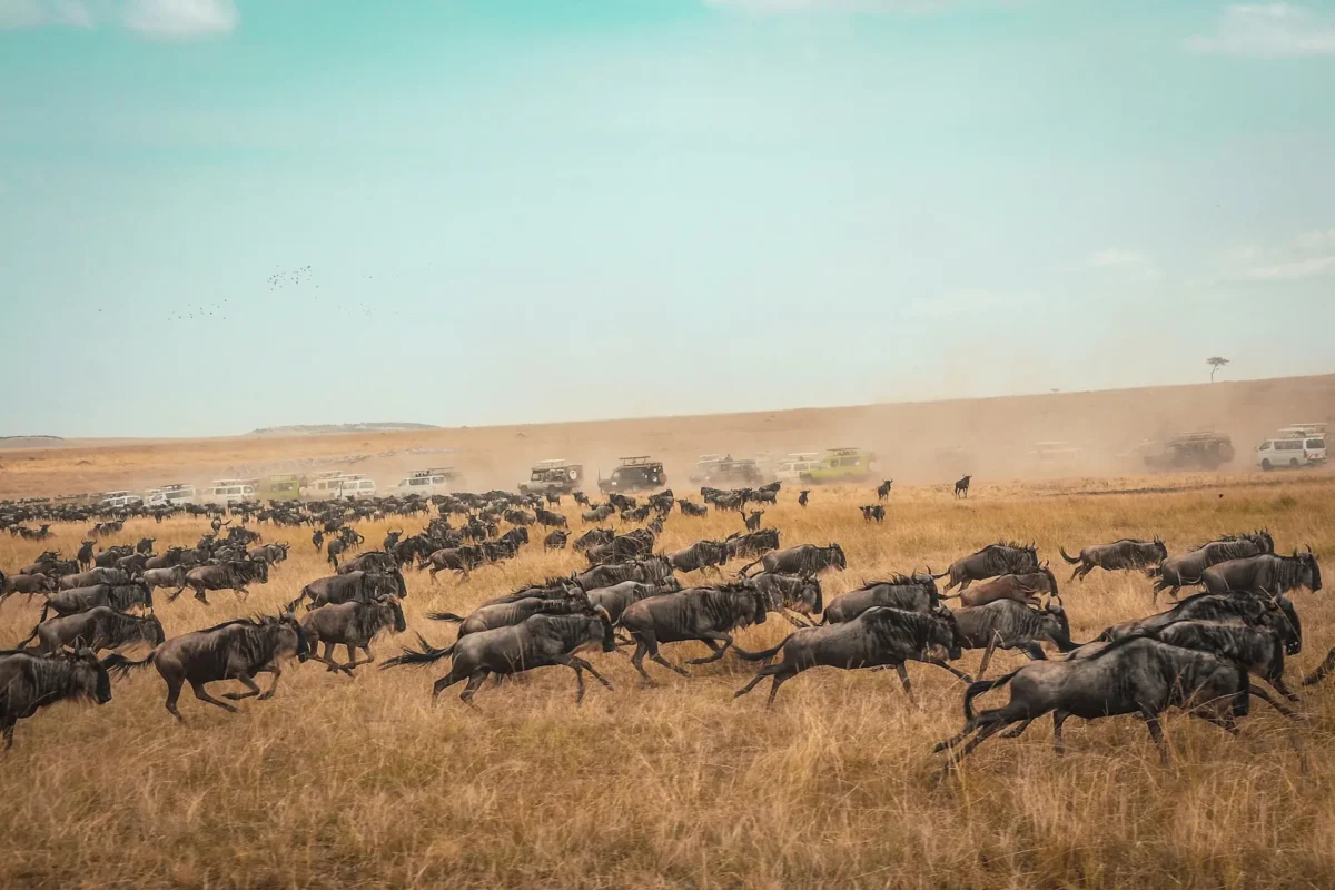 Wild Beest great migration Masai mara National park, Kenya