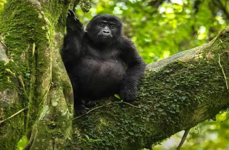 mountain gorilla resting in the lush green rainforest of Uganda Bwindi Impenetrable National park