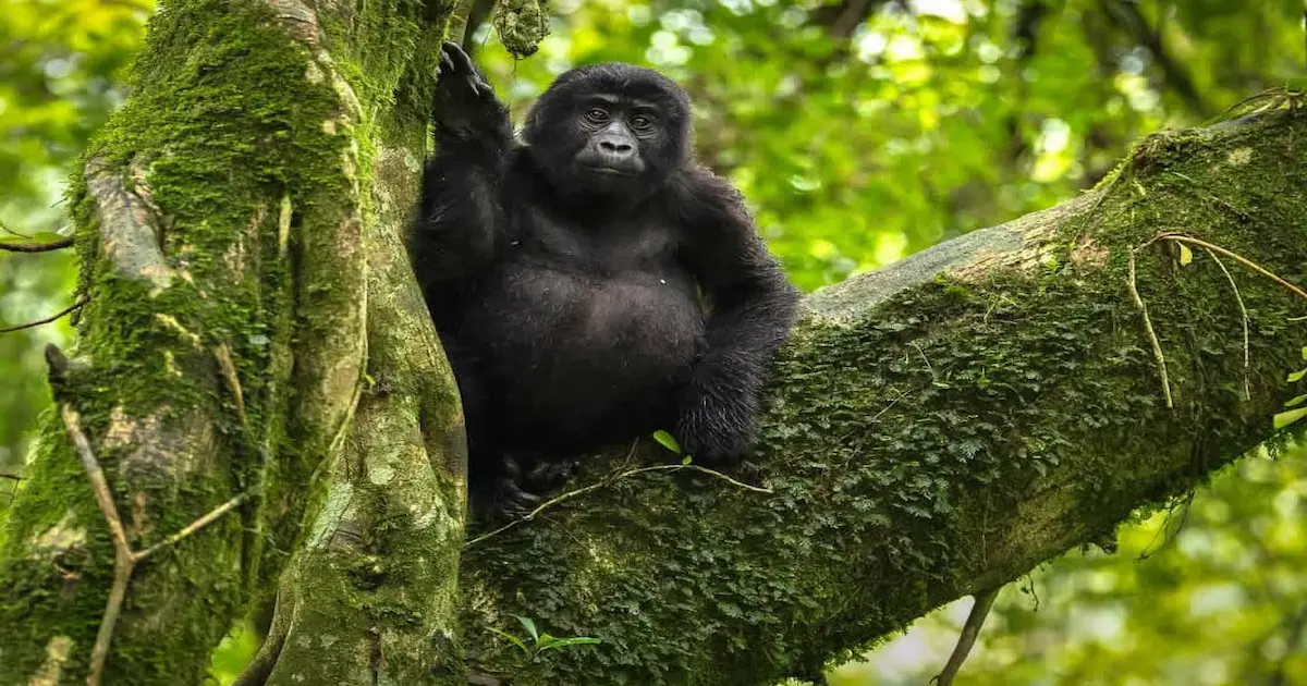 mountain gorilla resting in the lush green rainforest of Uganda Bwindi Impenetrable National park