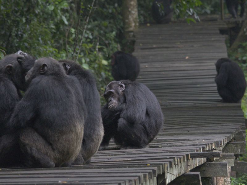chimpanzee trekking experience in Kibale National Park Uganda
