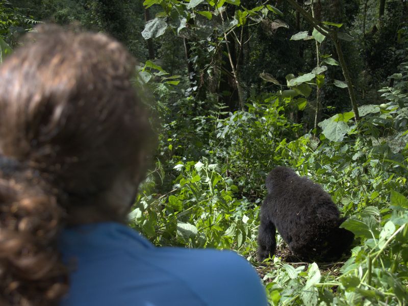 Dry season Gorilla Trekking in Bwindi