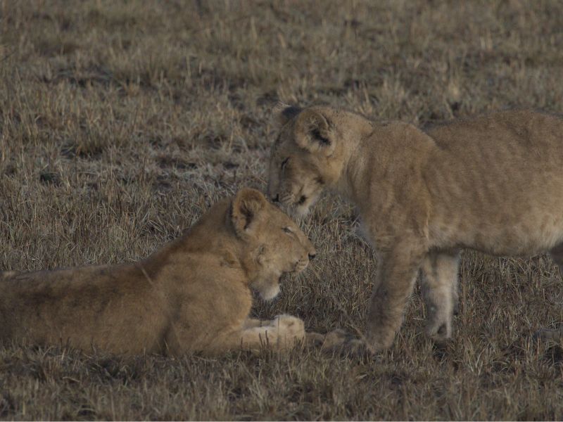 Uganda safari weather in Queen Elizabeth National Park during dry season